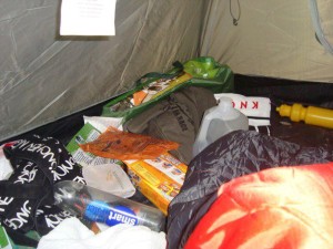 Foraging in the tent during WTM 2011